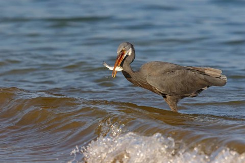 Heron, (Egretta gularis), heron, animals, birds, biotope, habitat, foraging Salalah, Raysut,