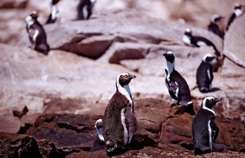 African penguins, Spheniscus demersus, South Africa, Addo Elephant National Park, St. Croix, Port