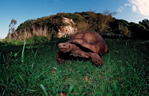 Leopard tortoise, panther tortoise, Testudo pardalis, Geochelone pardalis, South Africa, Kruger,