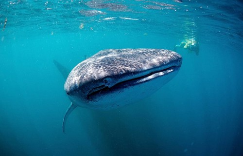 Whale shark and snorkeller, Rhincodon thypus, Djibouti, Djibouti, Africa, Afar Triangle, Gulf of