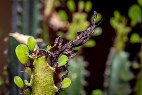 A deciduous mantis with dark camouflage sitting on a green spiny plant, ghost mantis (Phyllocrania