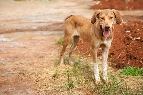 Very poor and thin alley dog in Greece