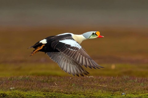 Common eider, (Somateria spectabilis), male, drake, Norway, Spitsbergen, flight photo,