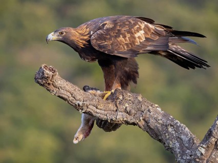 Golden Eagle, (Aquila chrysaetos), bird of prey, hawk family, perch, biotope, habitat, foraging, El
