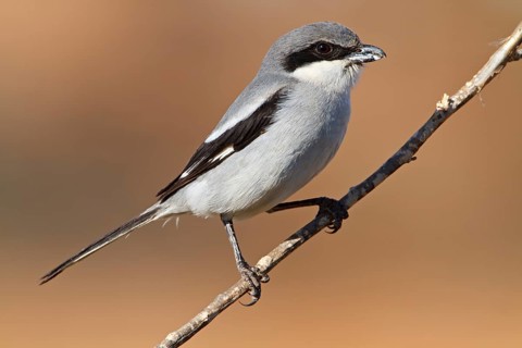 Mediterranean Grey Shrike, Mediterranean Grey Shrike, Great Grey Shrike, (Lanius excubitor