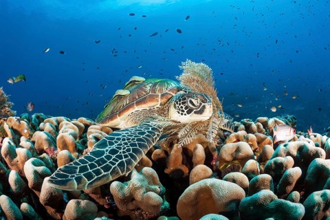 Green turtle, Chelonia mydas, Raja Ampat, West Papua, Indonesia