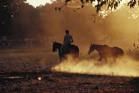 Riding school horses, Jaipur, Rajasthan, India
