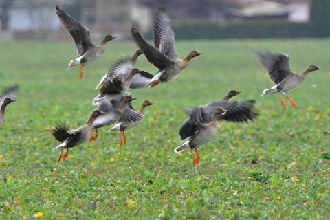 Tundra shelduck (Anser fabalis)
