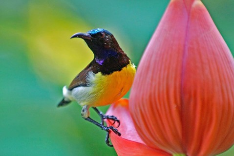 Birds, purple rumped sunbird male nectarinia zeylonica collecting nectar, Howrah, West Bengal,