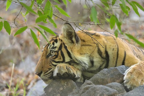 Tiger in Ranthambhore national park, rajasthan, India, Asia