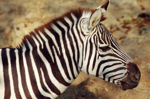 Zebra, Kanpur Zoo, Uttar Pradesh, India