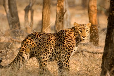 Leopard Panthera pardus, Ranthambore National Park, Rajasthan, India