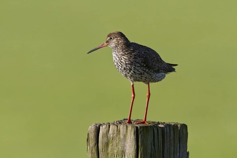 Redshank on a fence post (Tringa totanus)