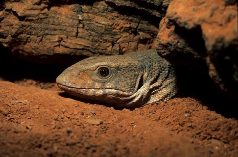 Steppe monitor lizard (Varanus exanthematicus)