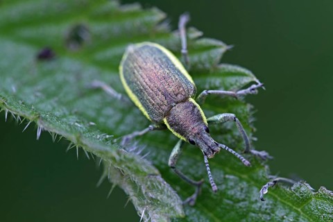 Dark green weevil (Chlorophanus viridis)
