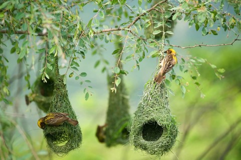 Baya weaver nest indian birds wild life india