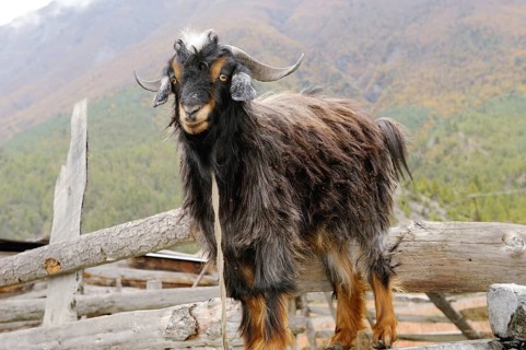 Sheep in village braka, Nepal, Asia