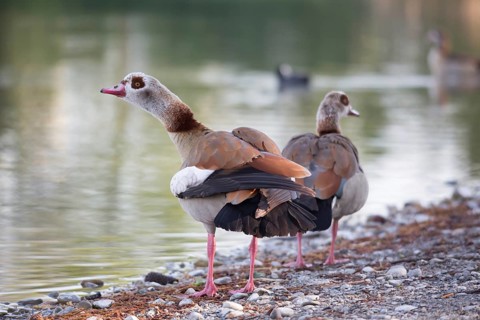 Egyptian goose (Alopochen aegyptiacus)
