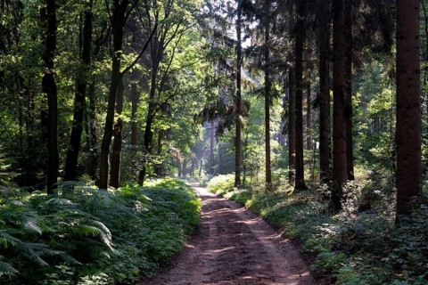 Forest lane in the Bergherbos nature reserve situated on a moraine close to the german border