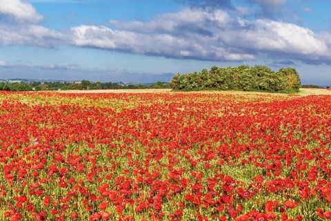 Poppy field with red poppies (Papaver rhoeas, flanders poppy) near Heiligenhafen in
