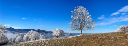 Thawing hoarfrost on solitary tree, winter lime tree, Wisen, Solothurn, Switzerland