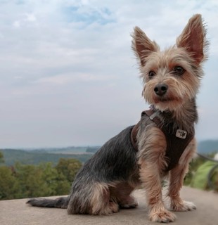 Yorkshire Terrier, sitting, with a view of the landscape of Saxon Switzerland, on the fortress wall