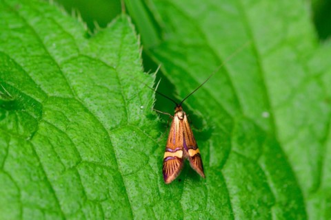 The Adelidae or fairy longhorn moths on a green leaf. Banded longhorn moth on a leaf