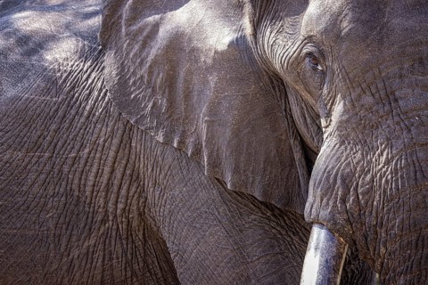 African elephant (Loxodonta africana) portrait, detail, close-up, Manyeleti Game Reserve, South