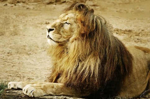 Portrait Of Lion Lying On The Sand