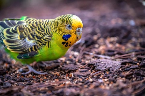 A green budgerigar (Melopsittacus undulatus) pecking on the ground in a natural environment,