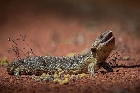 Blue-tongued skink or shingle-backed skink, also known as pine cone lizard (Tiliqua rugosa),