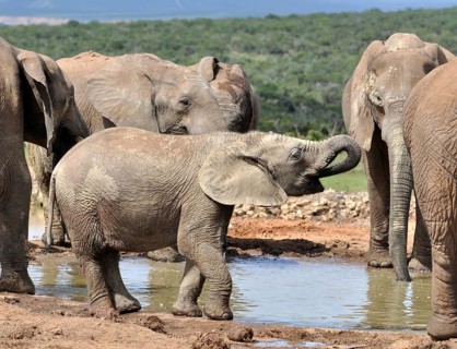 A baby African Elephant in the Addo Elephant Park, South Africa