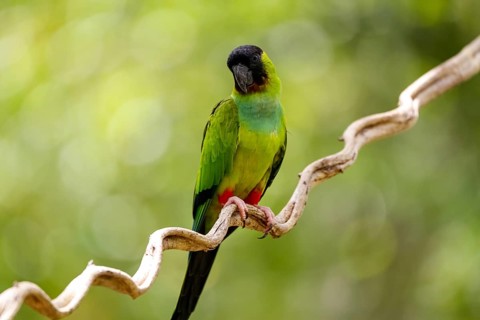 Close-up of beautiful Nanday Parakeet perched on a branch against defocused natural background,