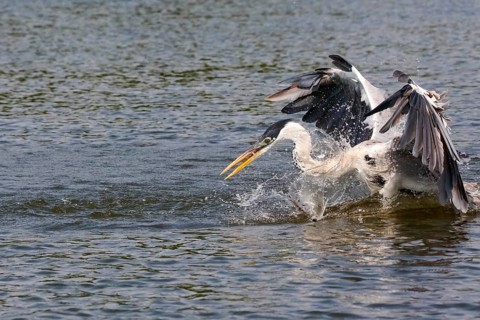 Cocoi Heron landing on water surface to catch fish, wings up, Pantanal Wetlands, Mato Grosso,