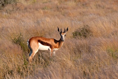 Springbok