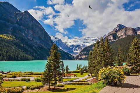 Flowers on the mountain glacial lake Louise. Beautiful sunny day in Banff National Park, Rocky