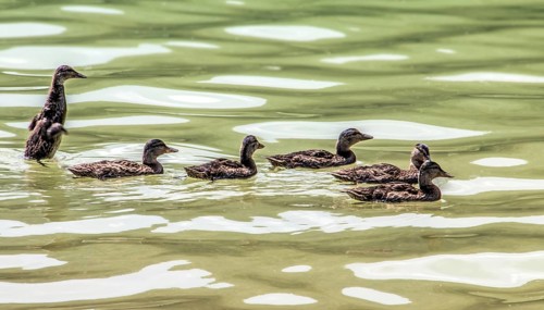 Mallard ducks (Anas platyrhynchos)