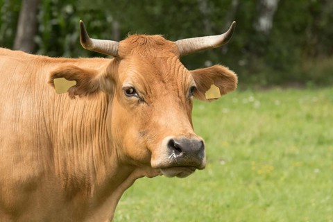 A portrait of Glanvieh