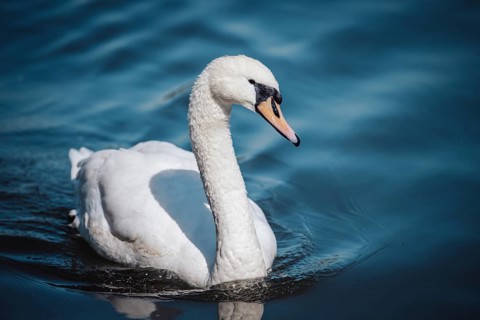 Swan (olor) Offenbach am Main, Germany