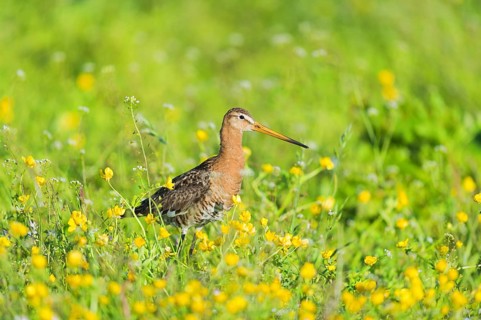 Black-tailed godwit in grass with yellow flowers