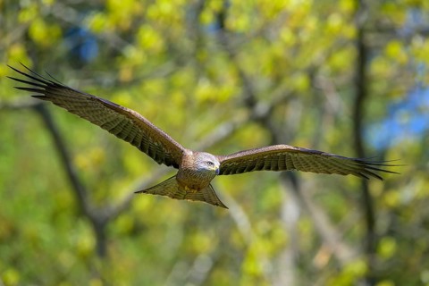 A black kite (Milvus migrans) hovers with its wings outstretched in flight against a background of