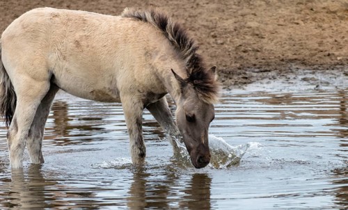 The Dülmen horses live wild near Dülmen, in the Merfelder Bruch nature reserve in North