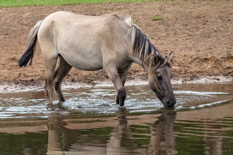 The Dülmen horses live wild near Dülmen, in the Merfelder Bruch nature reserve in North