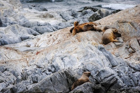 Sea lions on rocky shores in Tierra del Fuego, Argentina