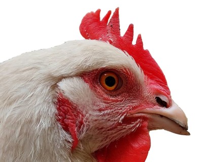 Close-up and detail of white chicken head isolated on white