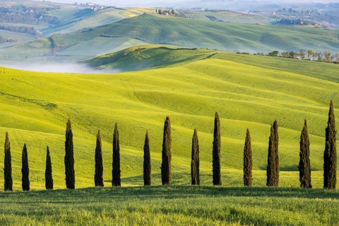 Cypresses (Cupressus), avenue in front of hilly landscape, province of Siena, Tuscany, Italy