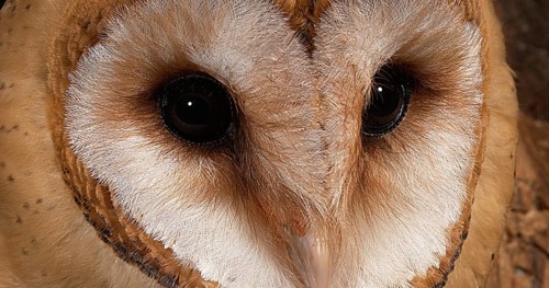 Barn Owl (tyto alba), Portrait of Adult looking around, Normandy in France