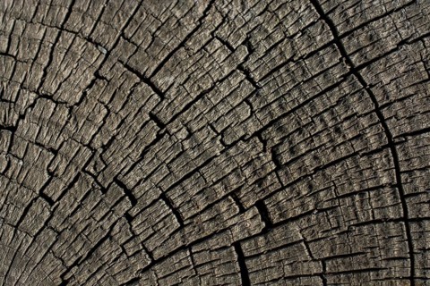 Wood texture with natural patterns as a background