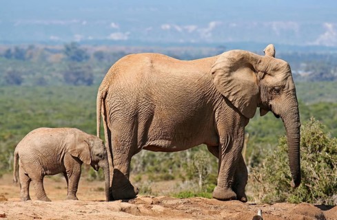 Elephantenmutter mit Jungtier, S