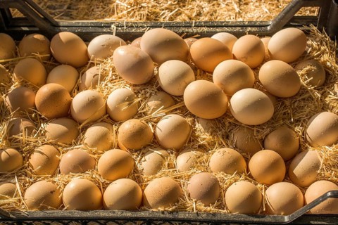 Organic fresh farm eggs at the market place